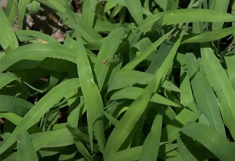 thick dark green blades of crabgrass