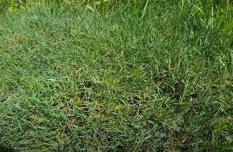 creeping bentgrass among regular grass on alwn