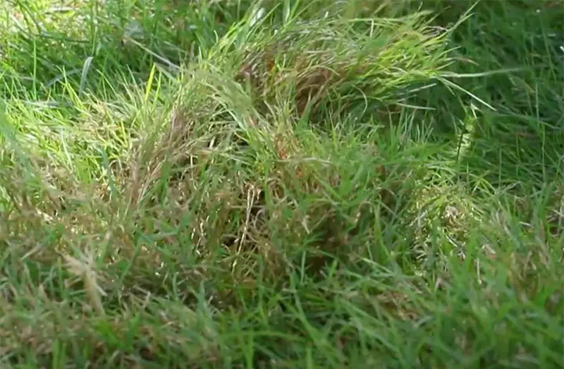 creeping bentgrass bent over regular grass on lawn