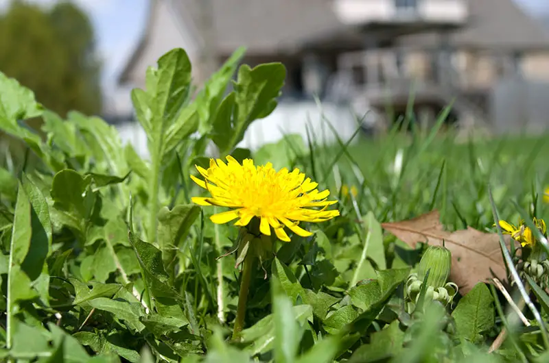 yellow dandelion in lawn