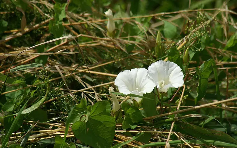white flowers of field bindweed in field