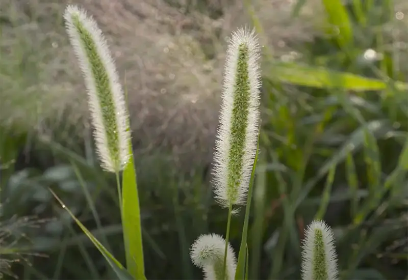 heads of foxtail plants covered in fine hairs