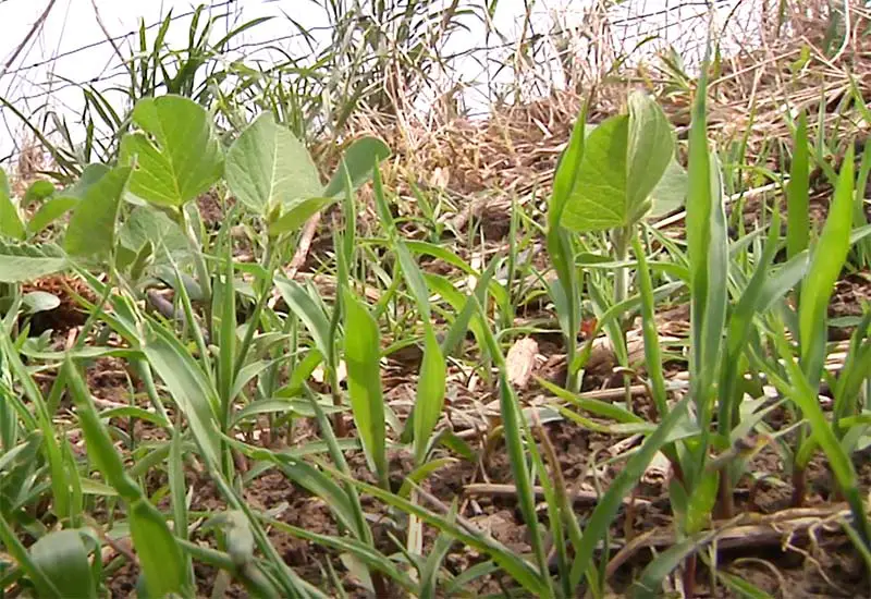 foxtail leaves and blades