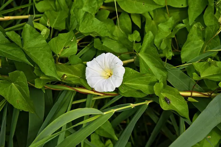 How to Get Rid of Bindweed