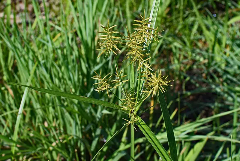 nutsedge plant with spiked yellow flowers and long, slim, green leaves