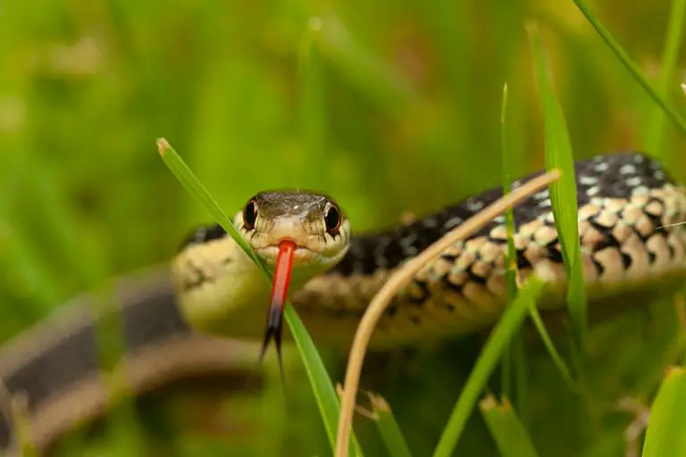How to Get Rid of Snakes in Your Yard & Keep Them Away
