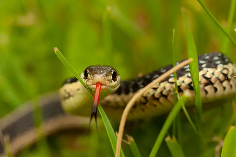 a snake hiding between blades of grass