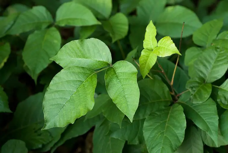 How to Get Rid of Poison Ivy Plants