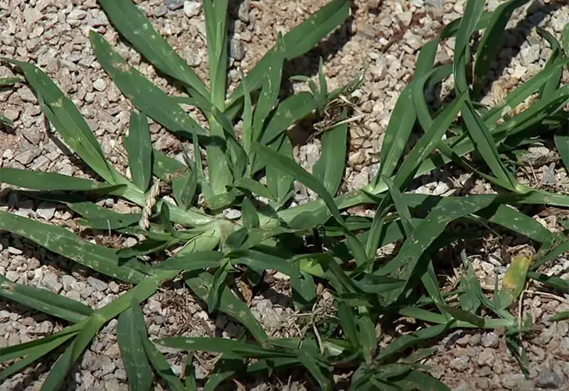 thick green blades of goose grass close up