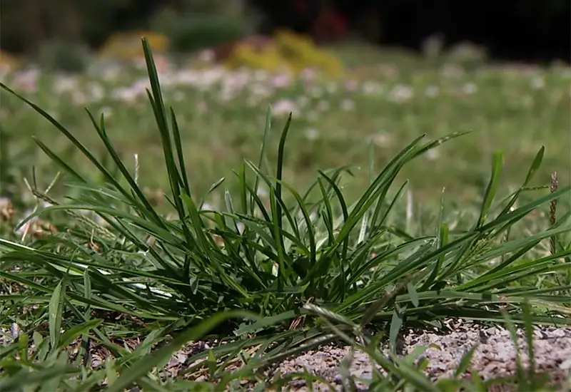 dark green spiked goose grass on lawn