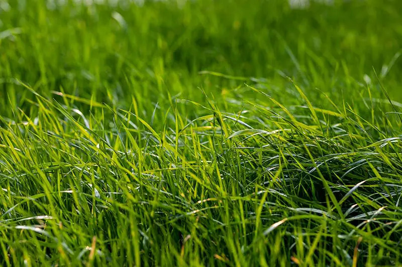 blades of green grass