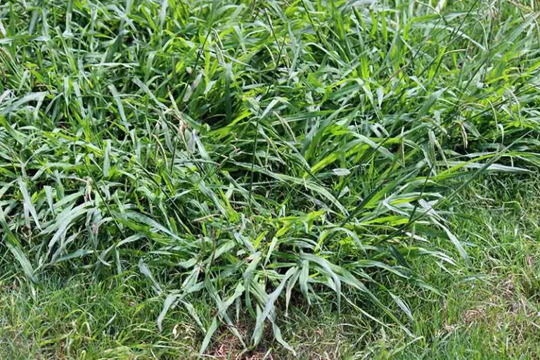 Weeds That Look Like Grass