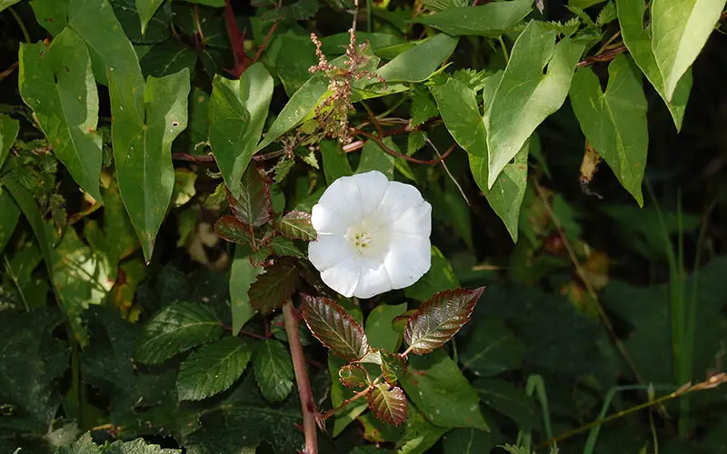 white flower of hedge bindweed climbing hedge