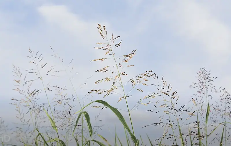 seed heads of johnson grass weed