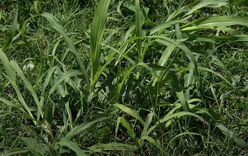thick green blades of johnson grass weed