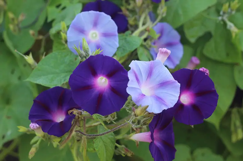 dark and light purple morning glory flowers