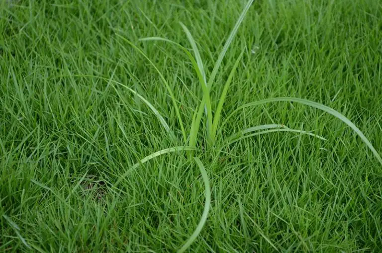 How to Get Rid of Nutsedge