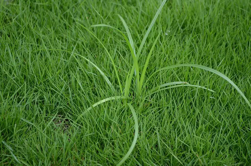 long blades of nutsedge on lawn among normal grass