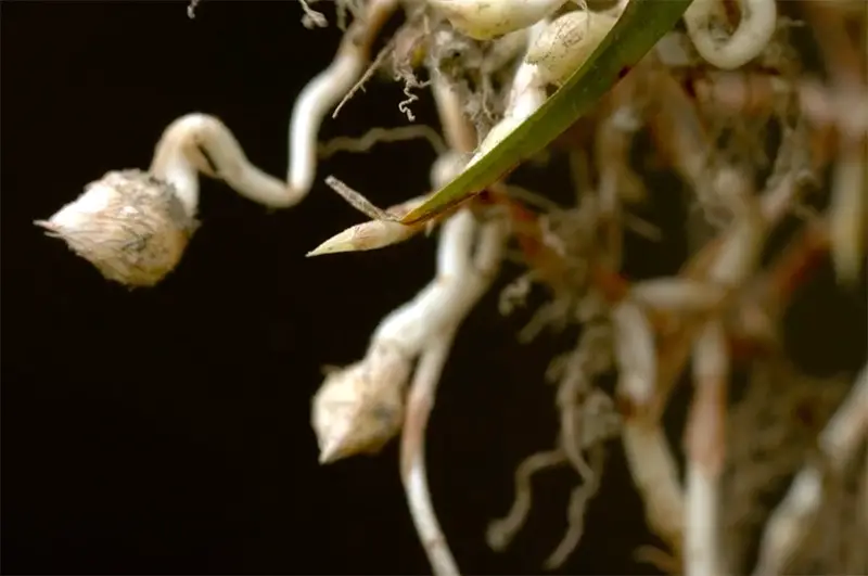 close up of thick white nutsedge roots and nutlets