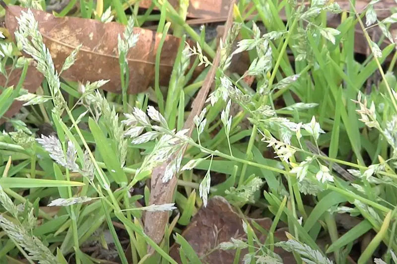 white grassy poa annua flowers