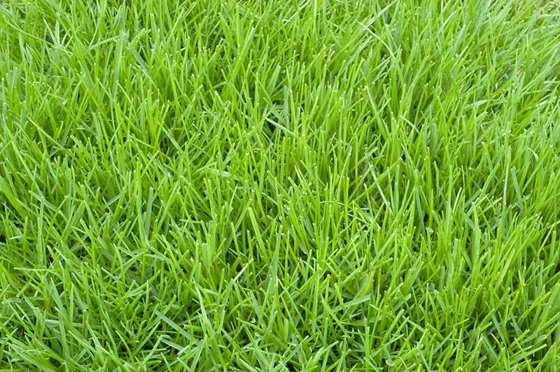 poa annua grass