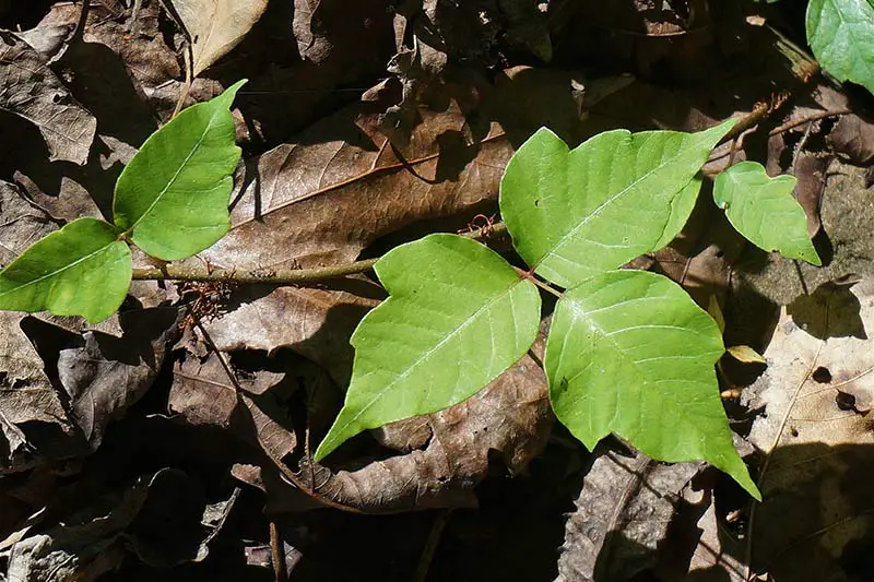 a green poison ivy leaf