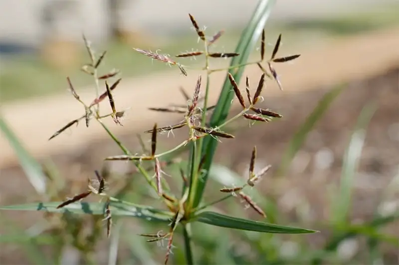 dark purple spiked nutsedge flowers