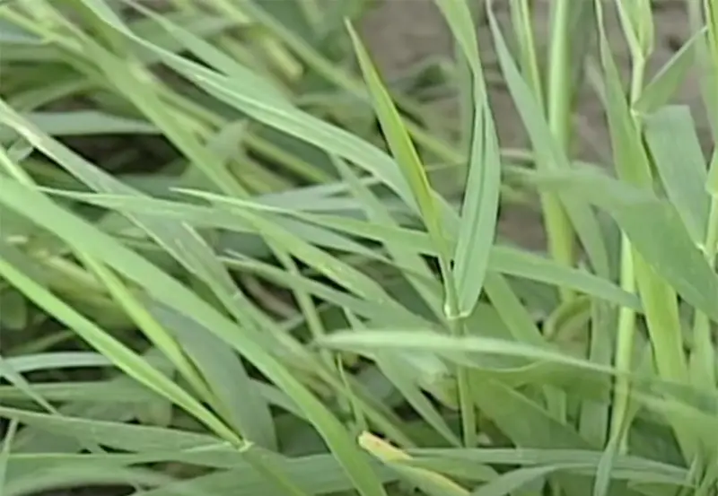 a close up of the green blades of quackgrass