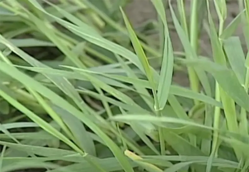 green blades of quackgrass close up