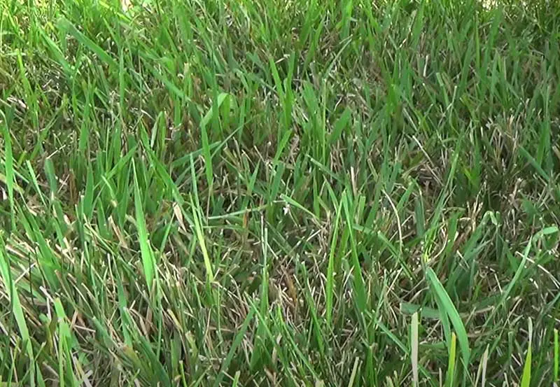quackgrass weed growing on a lawn