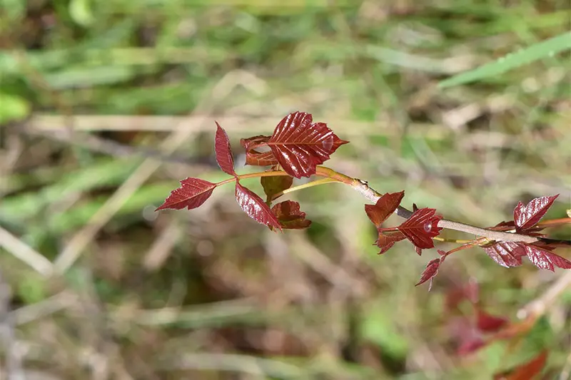 a red poison ivy leaf