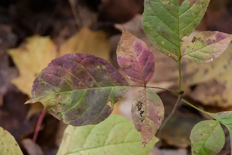 a poison ivy leaf that has began to discolor 