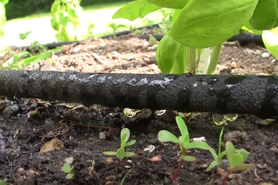 a soaker hose seeping water onto ground