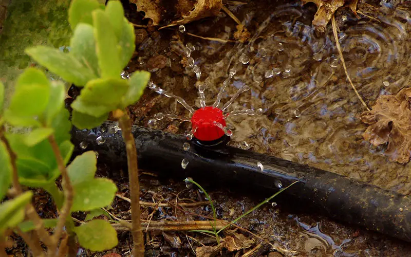 a soaker hose watering a flower bed