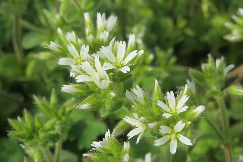 small white sticky chickweed flowers with fine hairs
