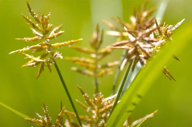 yellow spiked nutsedge flowers