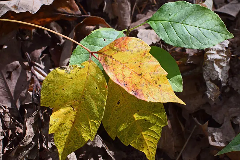 a yellowed poison ivy leaf