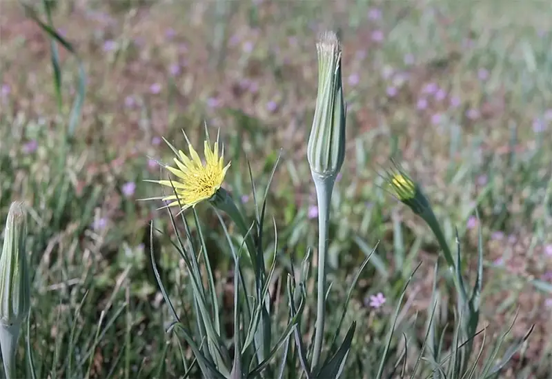 yellow spiked flowers of yellow salsify weed