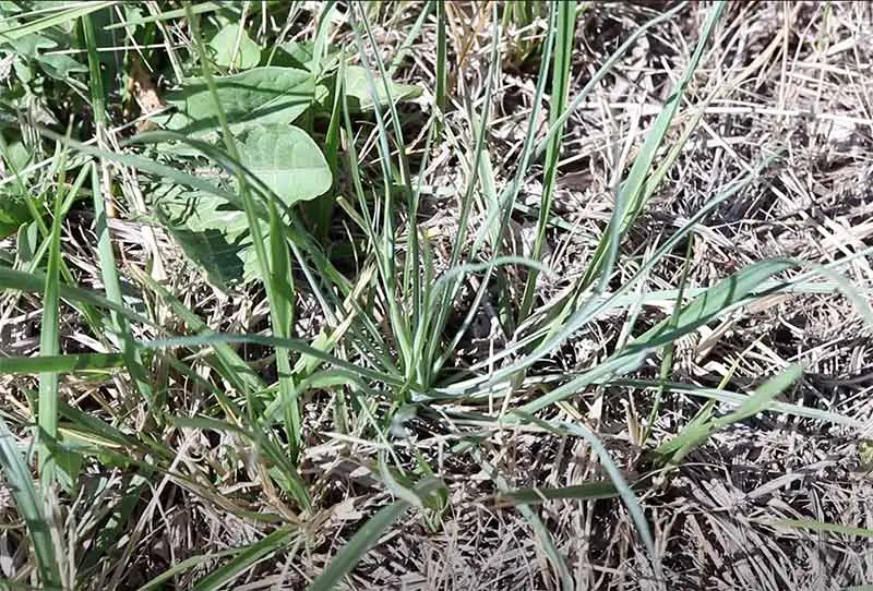 blades of yellow salsify weed growing among regular grass