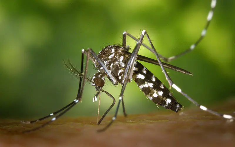 close up of black and white aedes species mosquito