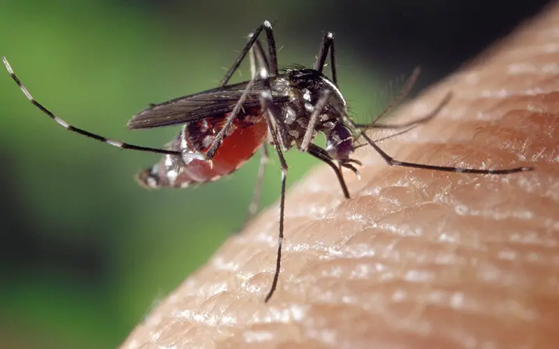 close up of red anopheles species mosquito