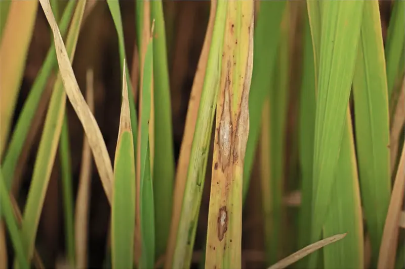 blades of grass affected by brown patch disease with brown and yellow lesions