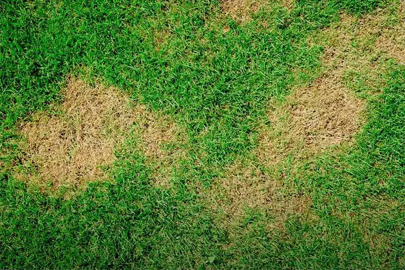 brown patches of grass on lawn affected by brown patch fungus