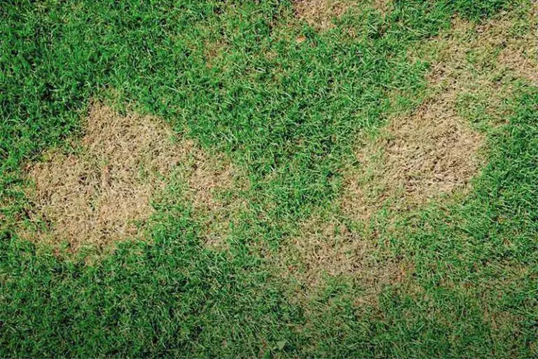 Lawn Fungus: A Complete Guide to Lawn Fungus Identification and Control