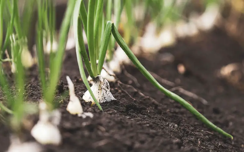 A line of bulbs growing in soil