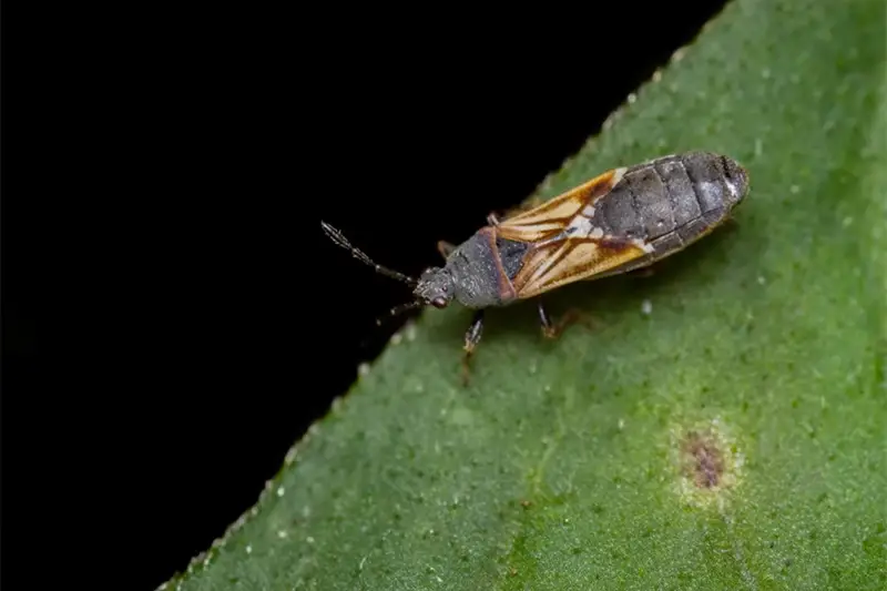 chinch bug with black oval shaped body and brown wings