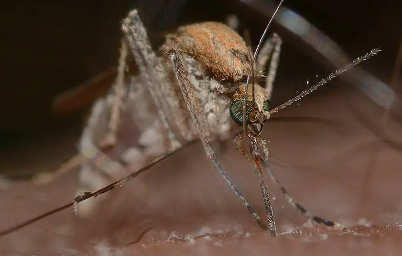 close up of light brown culex species mosquito