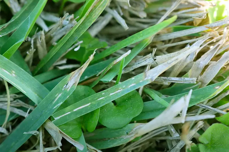 green blades of grass with dry dead tips caused by dollar spot