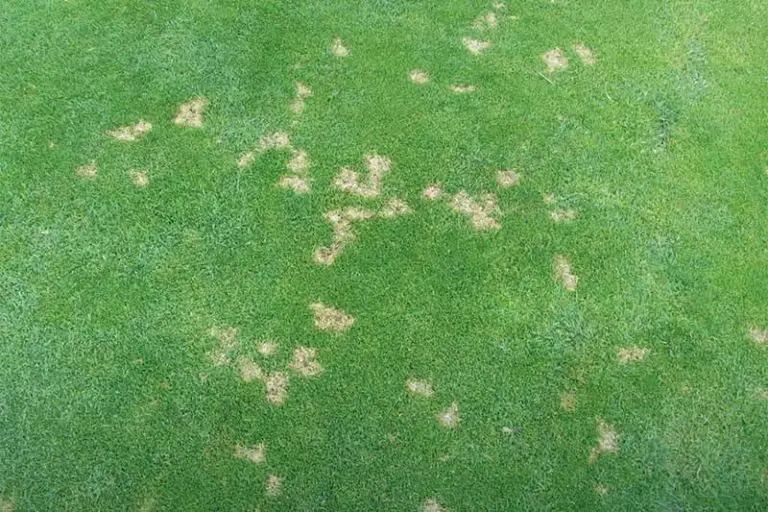 How To Identify And Get Rid Of Dollar Spot Fungus