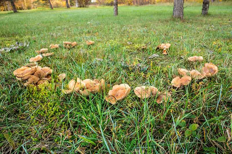 a ring of mushrooms on a grassy lawn